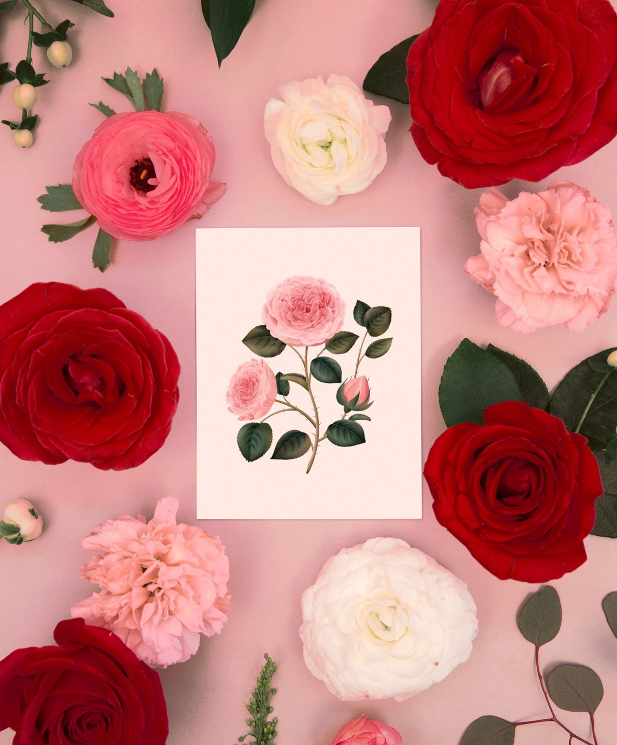 Botanical Scented Card - Bulgarian Rose - SG21 - Clap Clap